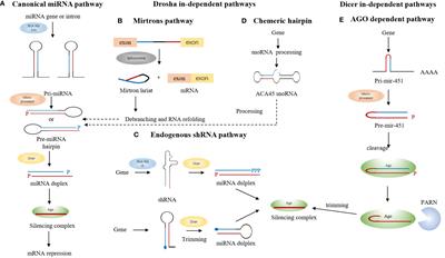 Novel insight into miRNA biology and its role in the pathogenesis of systemic lupus erythematosus